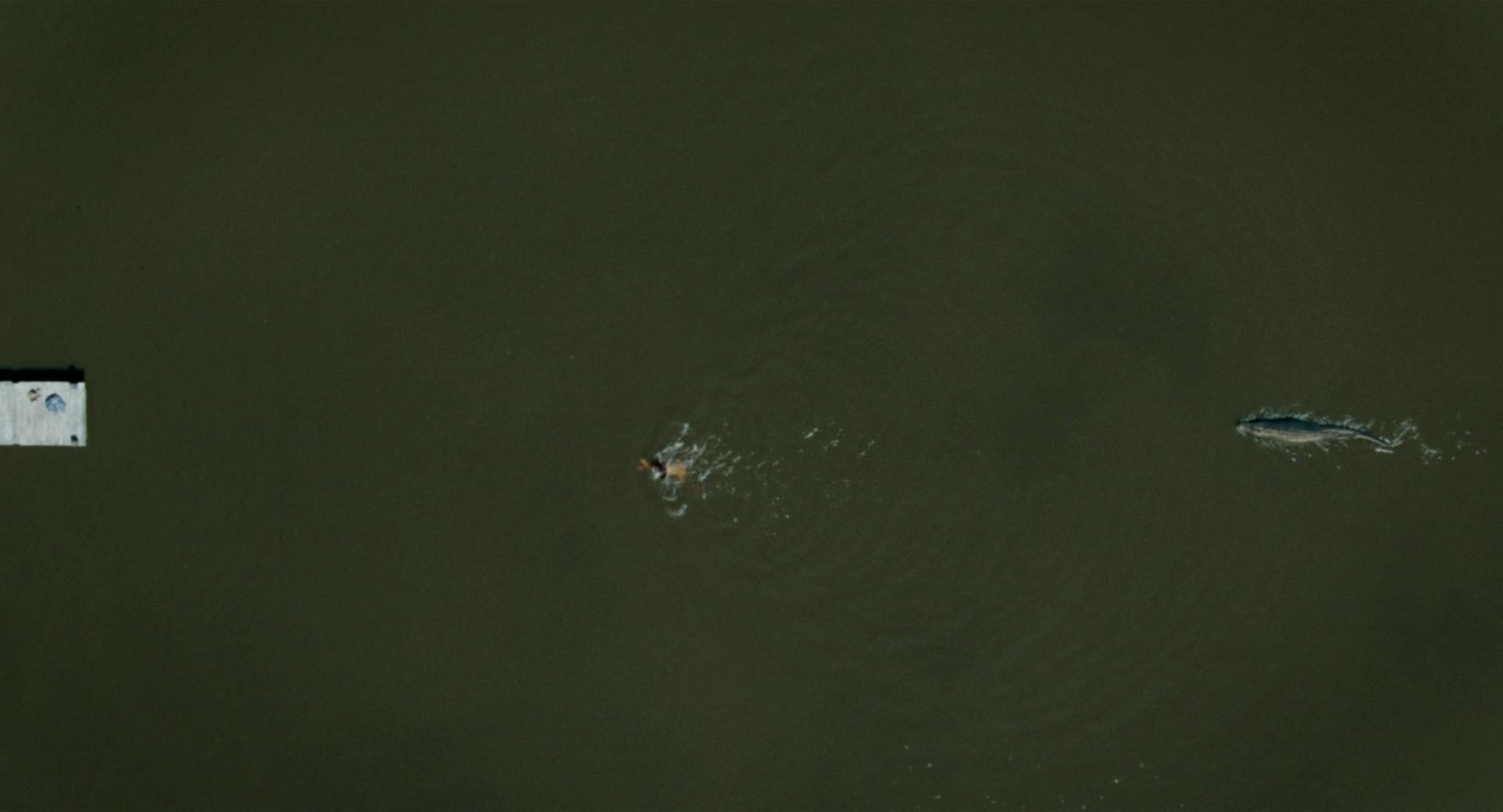 Maxine Swims Away from an Alligator